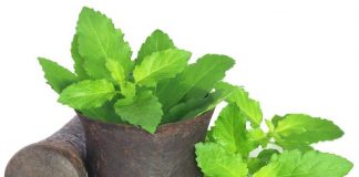 तुलसी