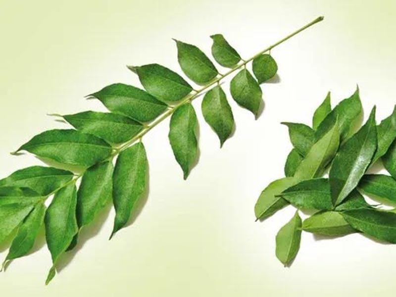 कढ़ी पत्ता