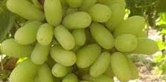 अंगूर