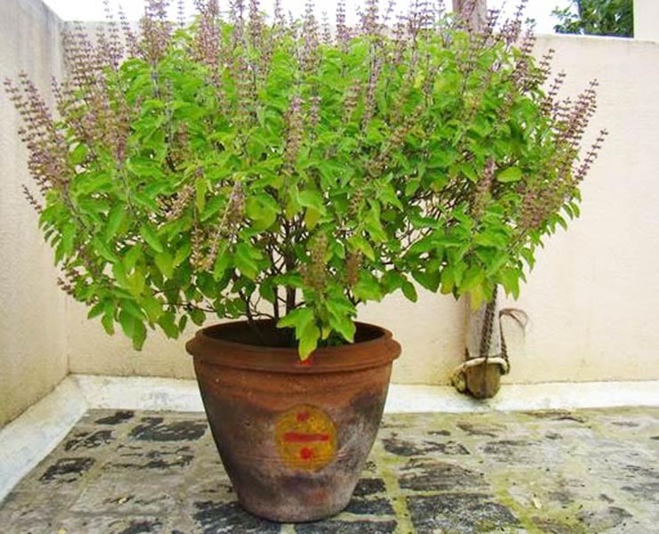 तुलसी