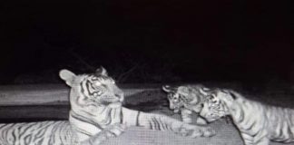 बाघिन