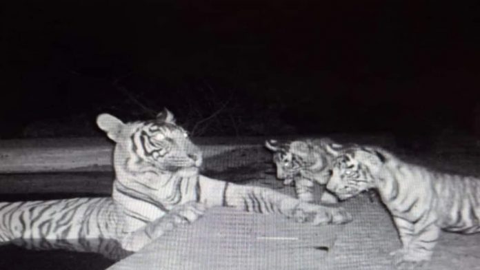 बाघिन बाघिन