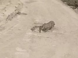 लेपर्ड जोड़ा