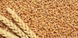 राष्ट्रीय खाद्य सुरक्षा योजना