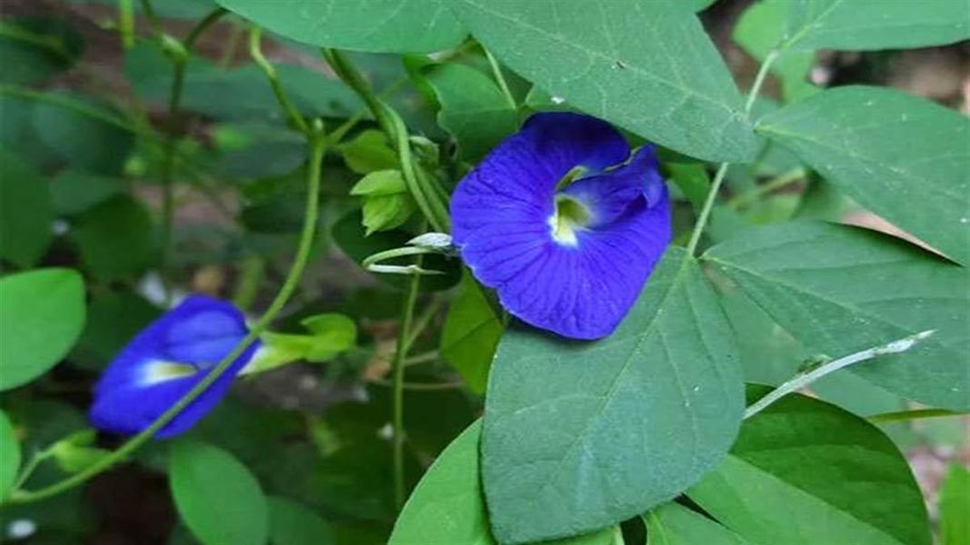 अपराजिता के फूल
