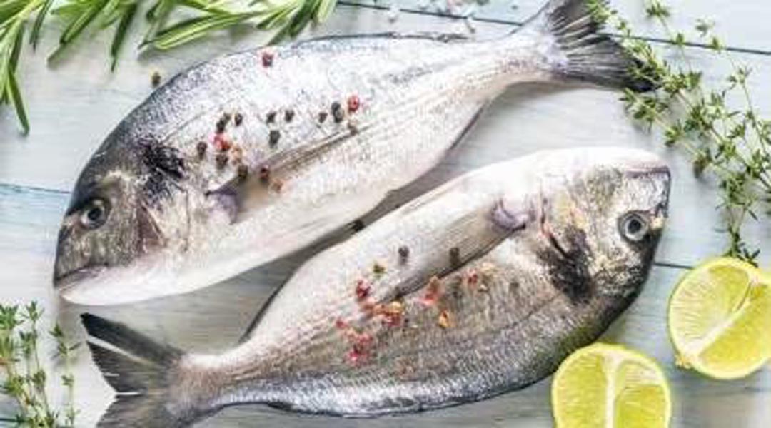 फैटी फिश