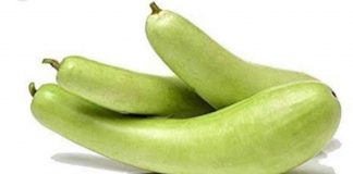 लौकी