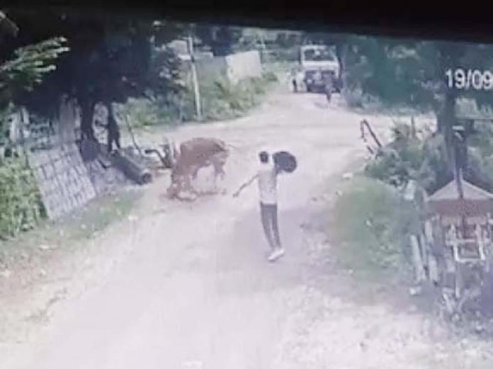 बच्चे को बचाने के चक्कर में मां पर गाय का हमला बच्चे को बचाने के चक्कर में मां पर गाय का हमला