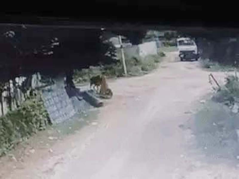 बच्चे को बचाने के चक्कर में मां पर गाय का हमला