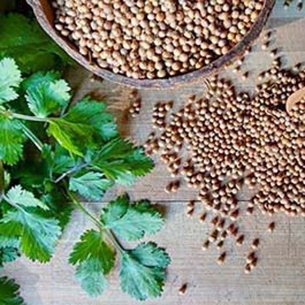 सीड्स खाने के फायदे सीड्स खाने के फायदे