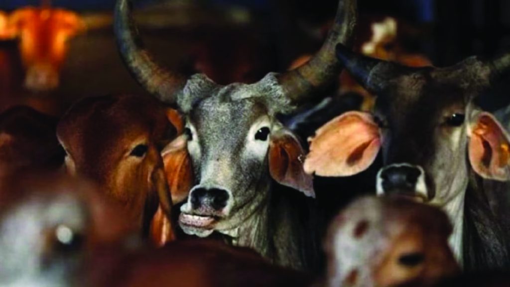 government could not punish the cow smugglers