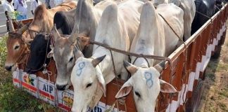गौ तस्करों को सजा नहीं