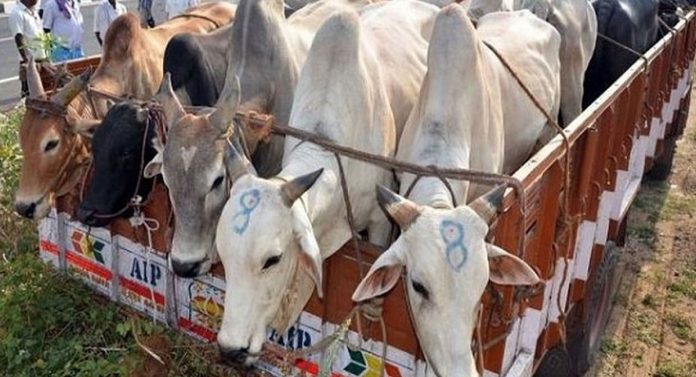 गौ तस्करों को सजा नहीं