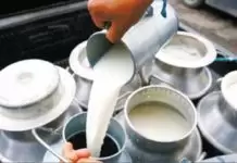 India's milk production increases by 4 percent in 2023-24, crosses 239 million tonnes
