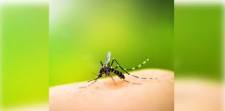 Dengue death toll in Bangladesh nears 500