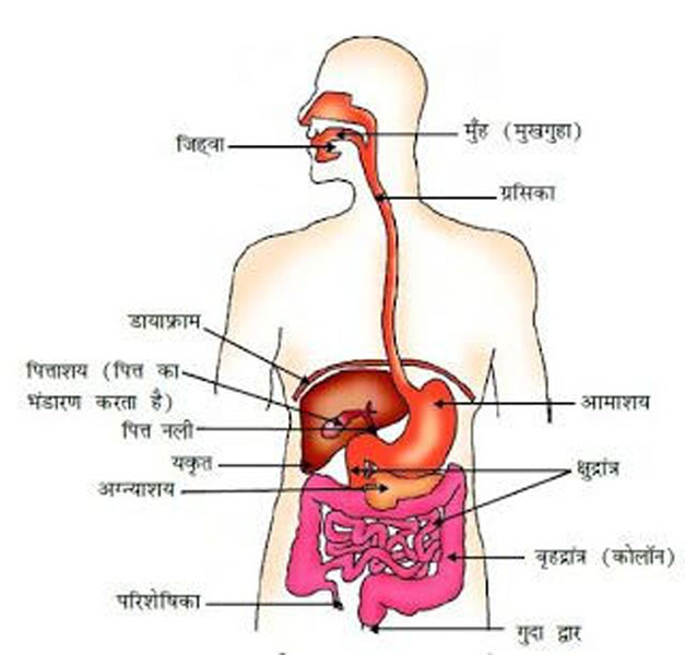 पाचन तंत्र
