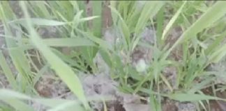 Rain alert in many places in Rajasthan