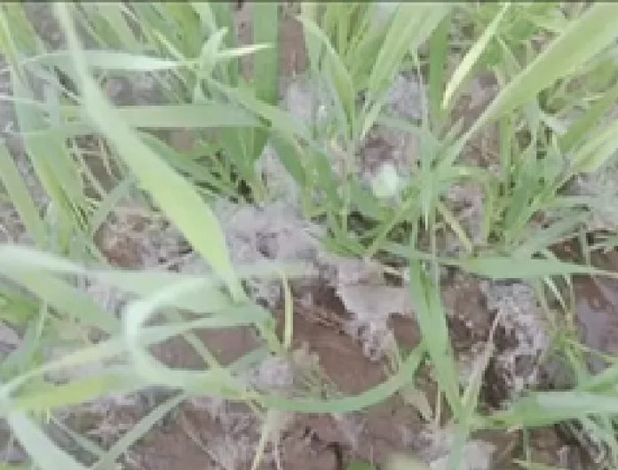 Rain alert in many places in Rajasthan Rain alert in many places in Rajasthan