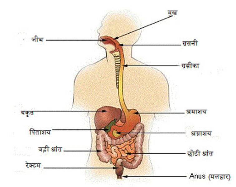 पाचन तंत्र