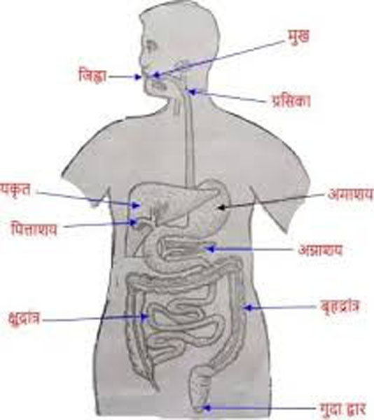 पाचन तंत्र