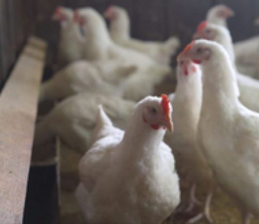 Karnataka government took steps to stop bird flu