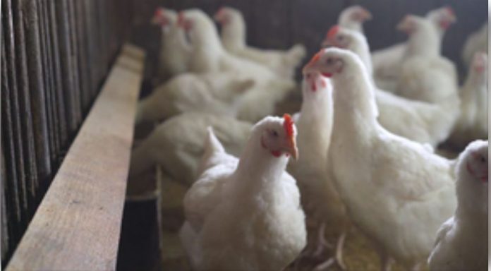 Karnataka government took steps to stop bird flu Karnataka government took steps to stop bird flu