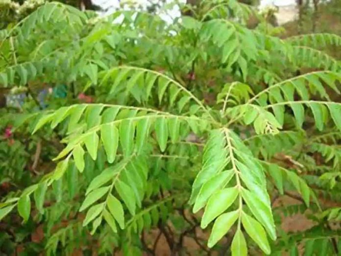 कड़ी पत्ता कड़ी पत्ता