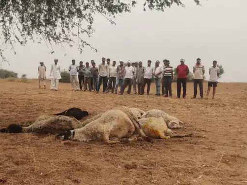 बिजली गिरने से पेड़ के नीचे बैठी 10 भेड़ों की मौत हो गई।