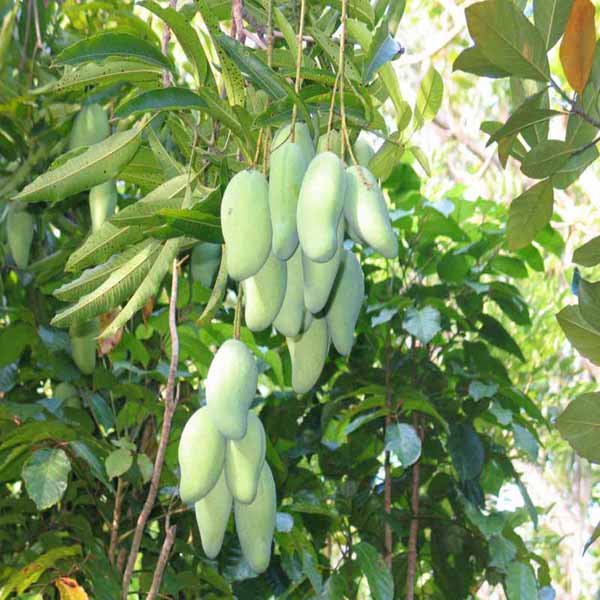 तोतापरी आम