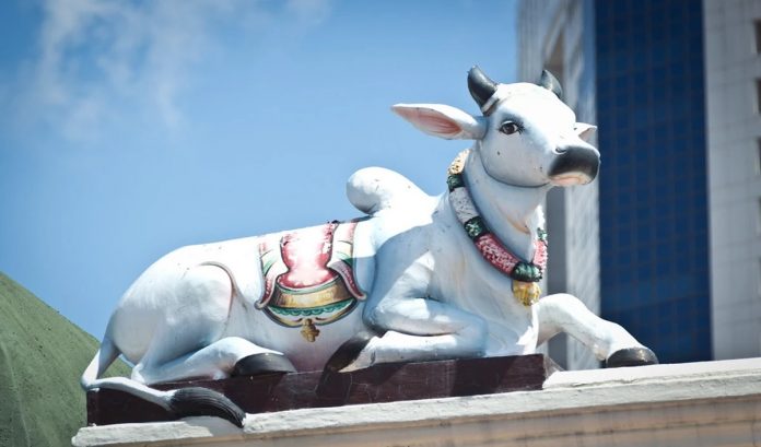 गौ माता