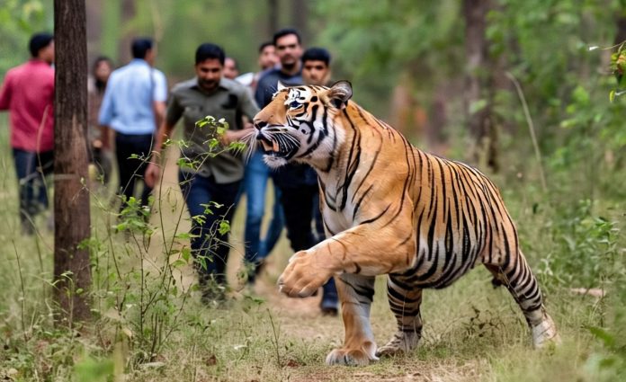 टाइगर टाइगर