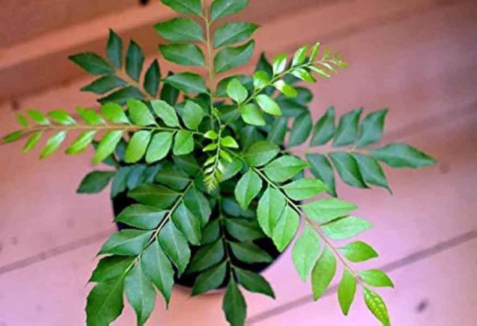 कढ़ी पत्ते का पौधा