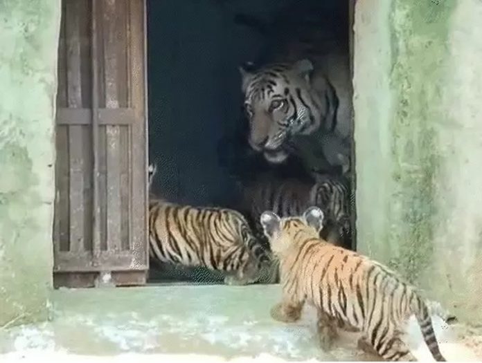 बाघिन बाघिन