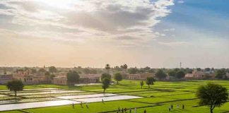 खरीफ फसलों