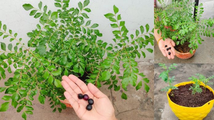 कढ़ी पत्ते